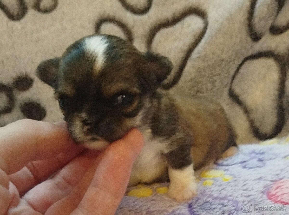 Čivava mini fenka dlhosrsta - 7