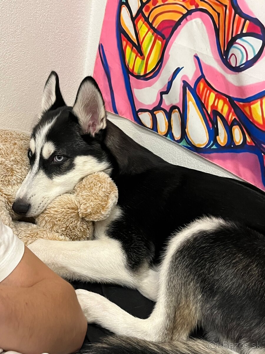 Stráženie psov, iných zvierat - 7