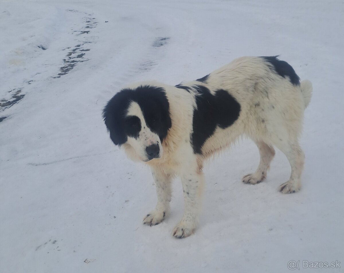 Rumunsky ovciak, Bukovina - 7