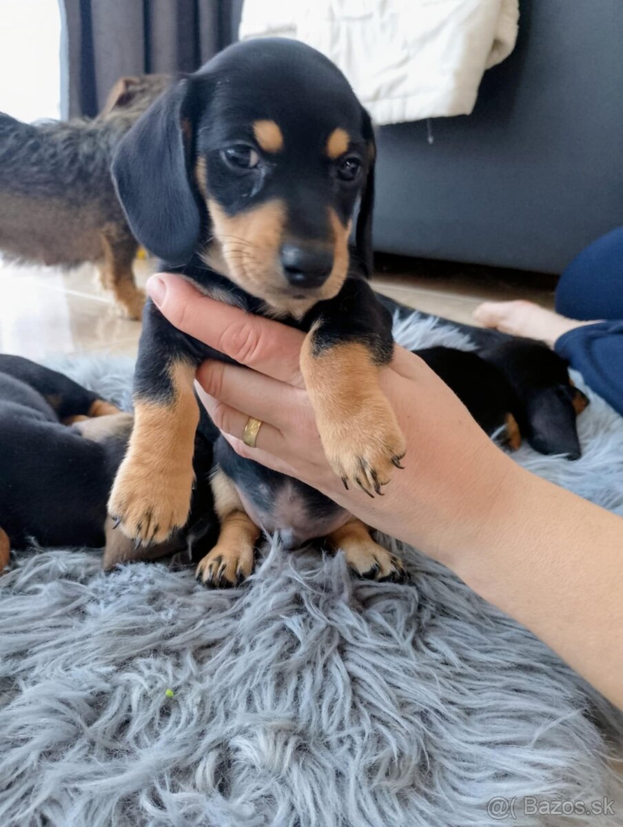 Predaj jazvečík - 7