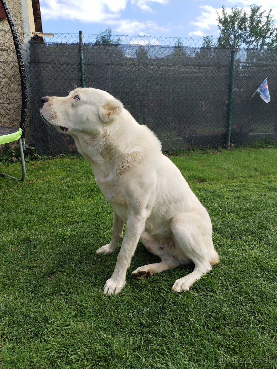 Stredoazijský ovčiak SAO - 7