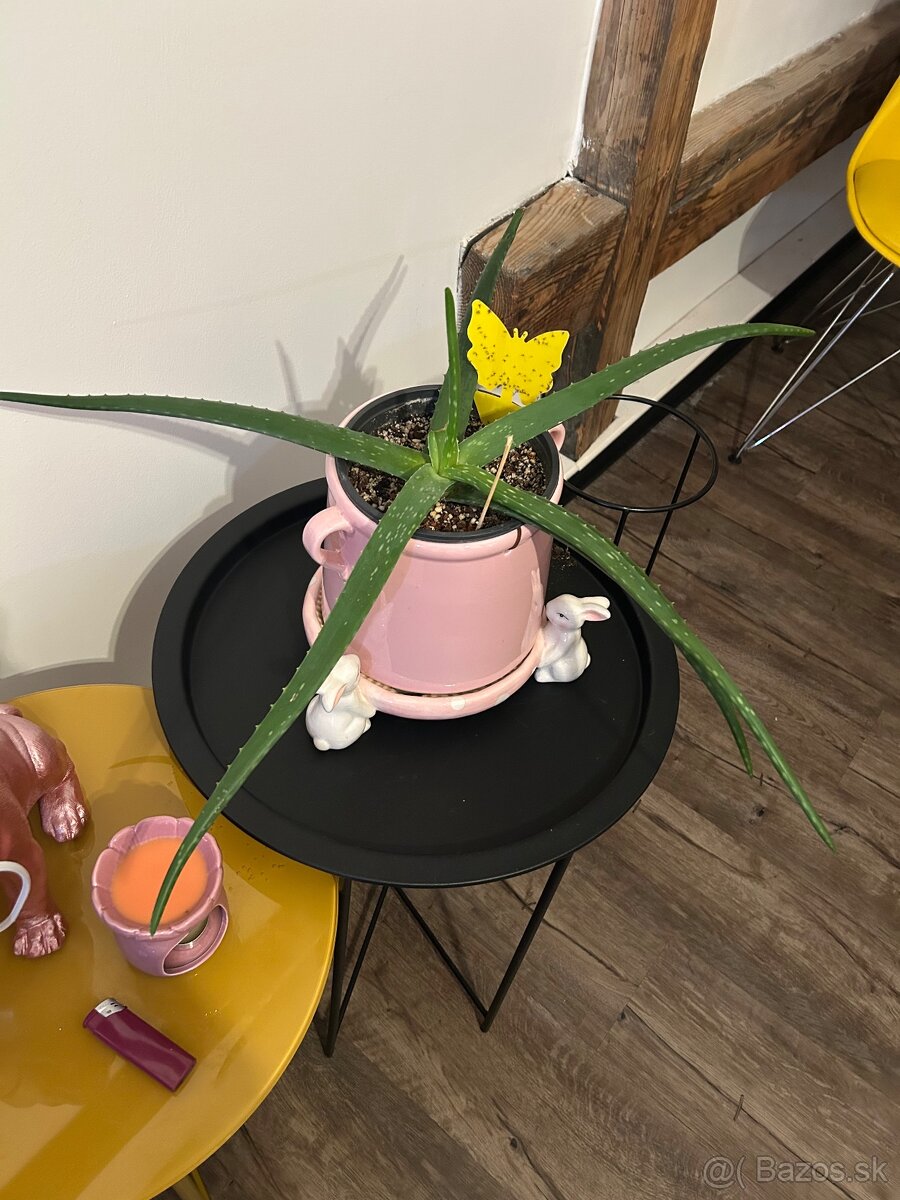 Zbierka izbových rastlín - 7