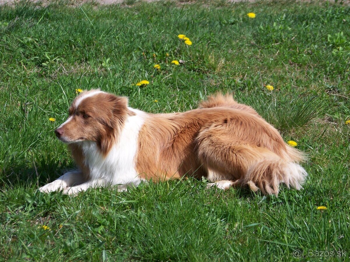 Border kolia šteniatka - 7