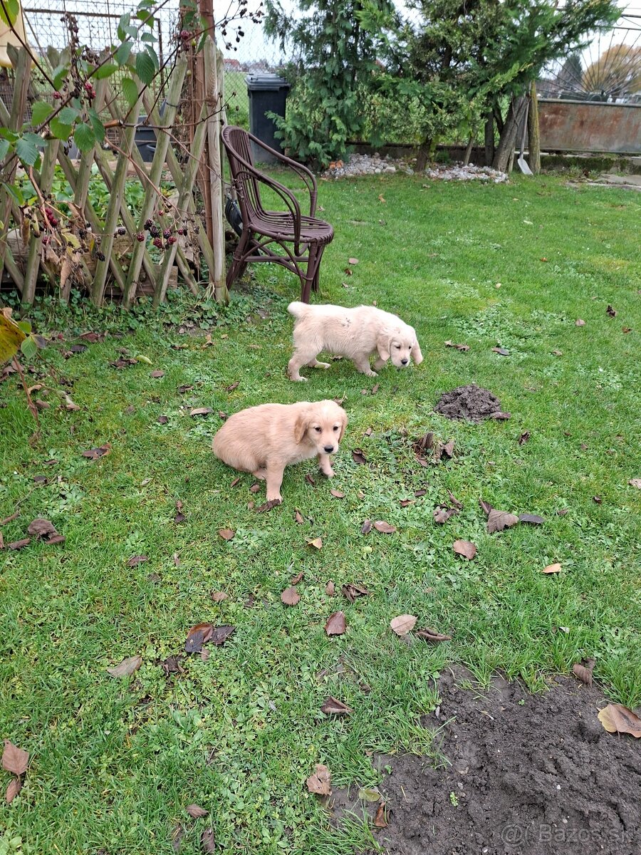 Zlaty retriever - 7