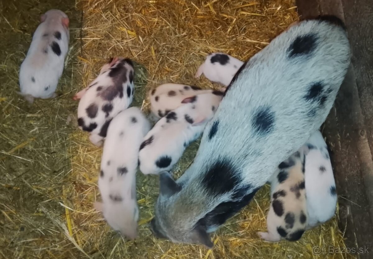 Gottingenske miniprasiatka - 7