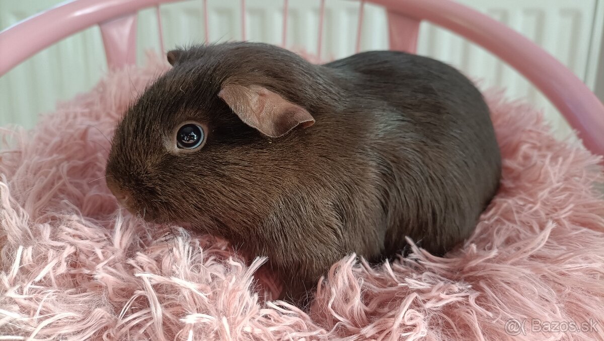 Cistokrvne morča samicky - 7