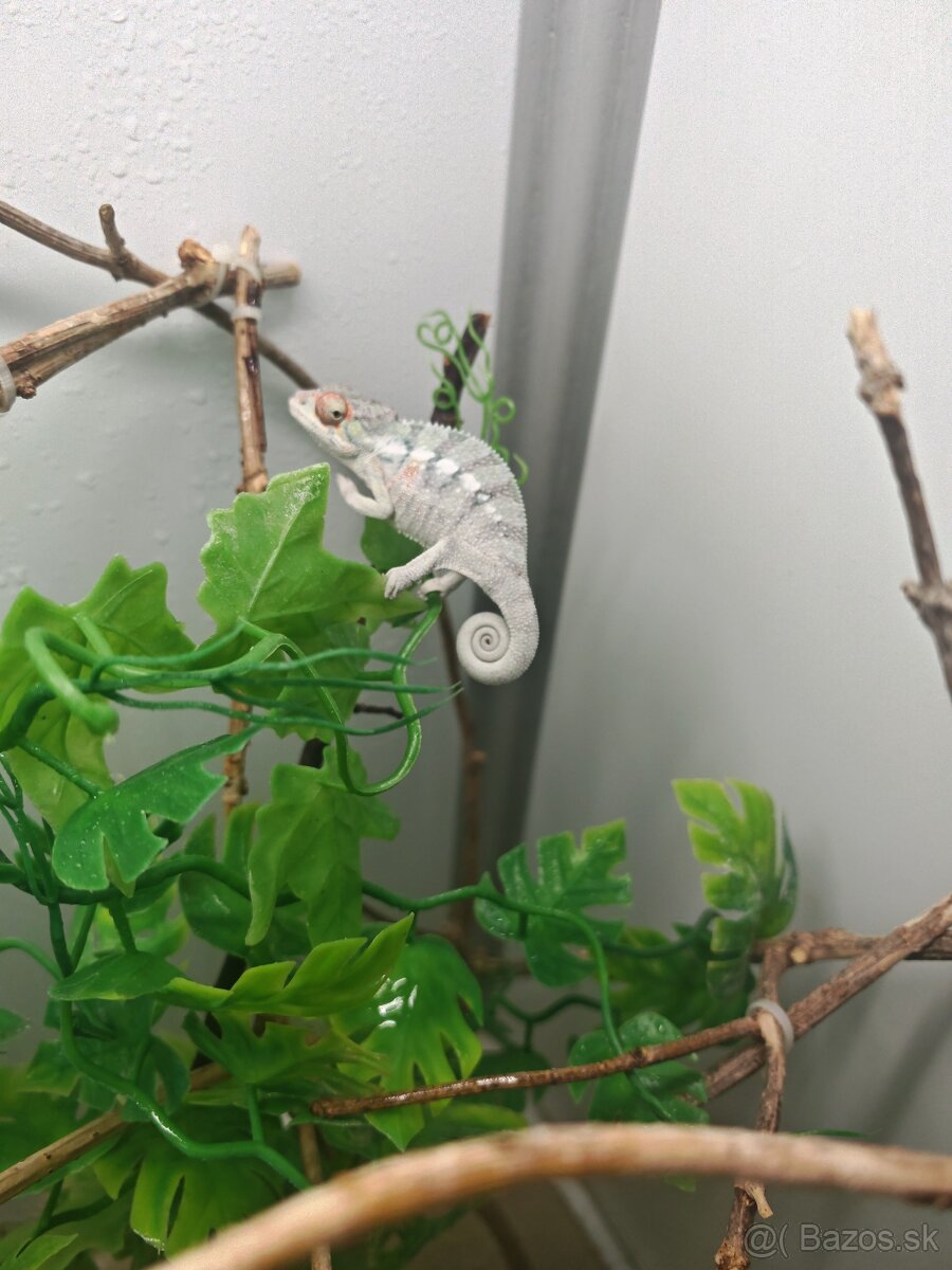 Predám chameleóna pardali nose be - 7