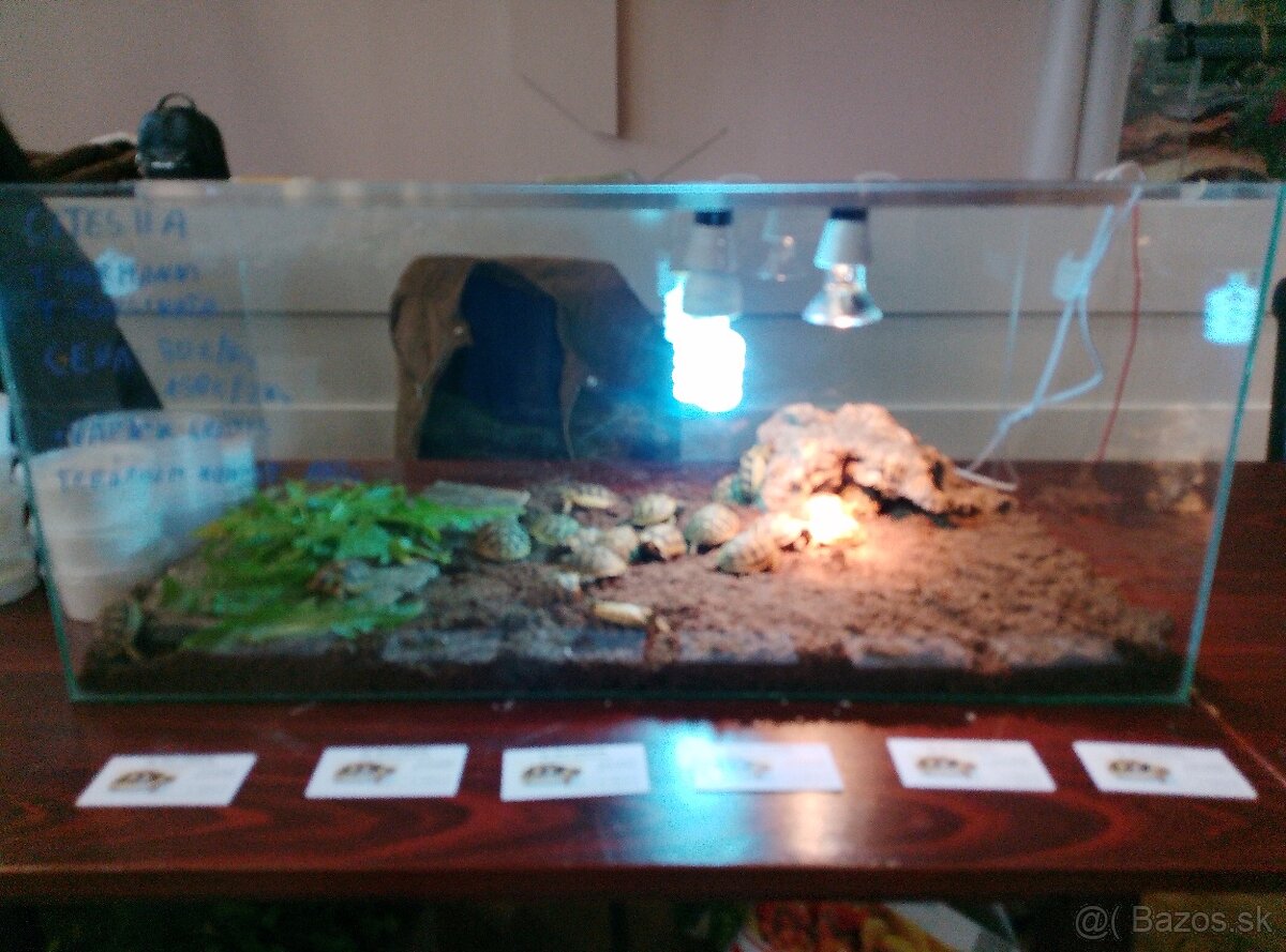 Suchozemská korytnačka- vlastné odchovy 2025 - 7