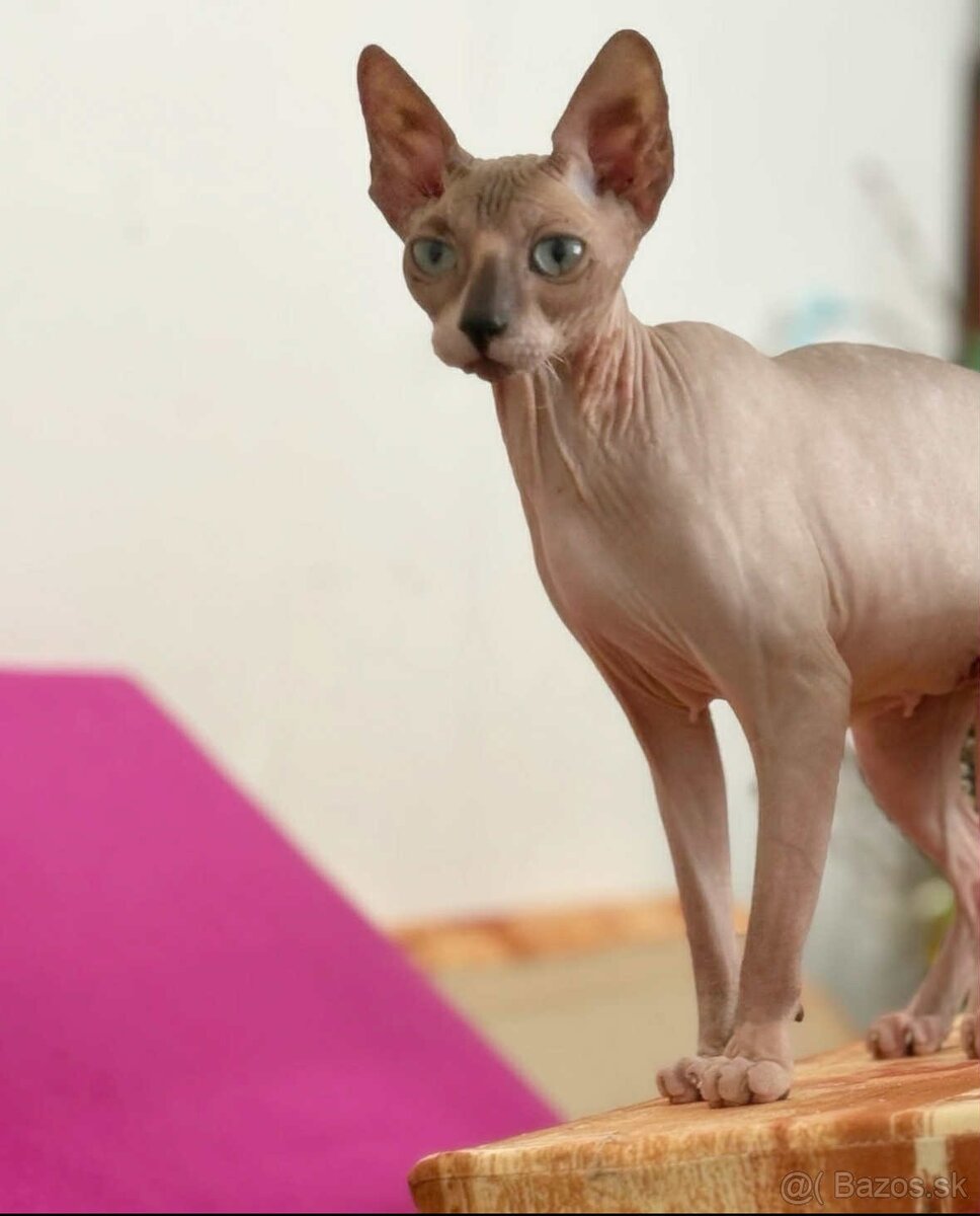 Don sphynx - 7