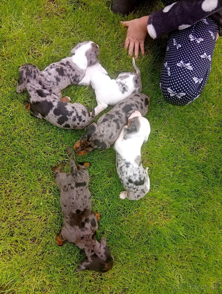 Predám merle jazvečíky - 7