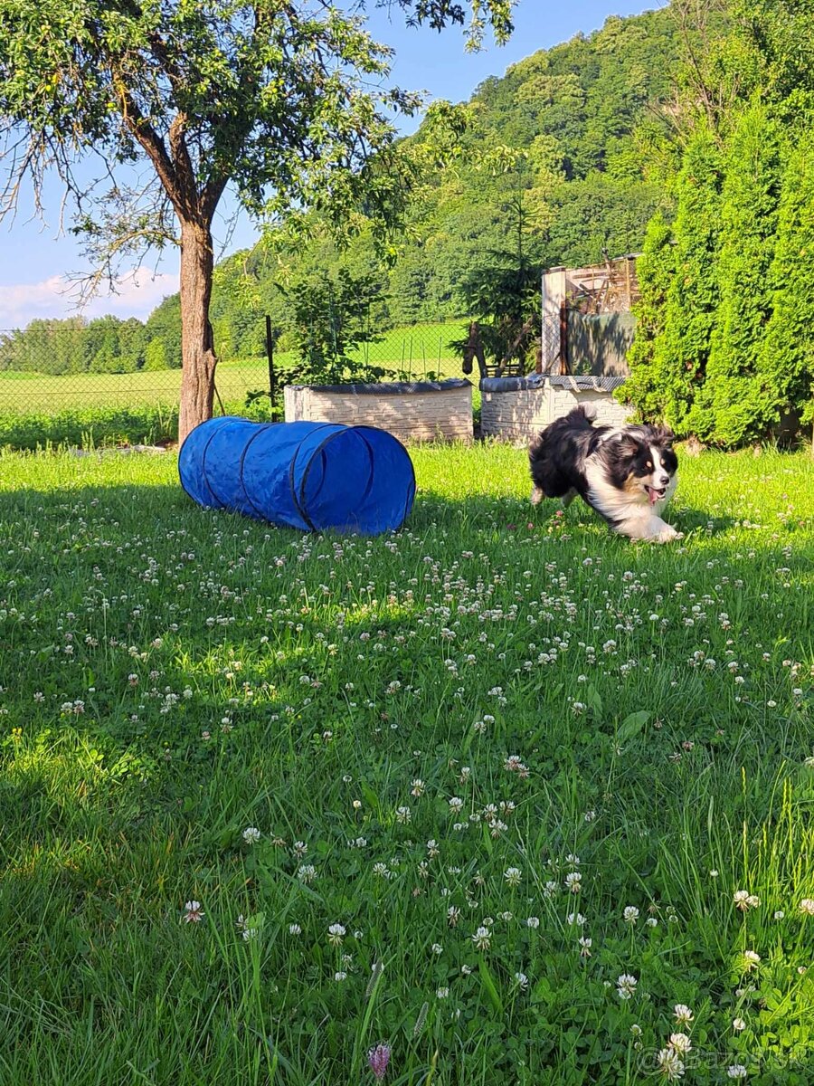 Krytie chovným AUO - 7