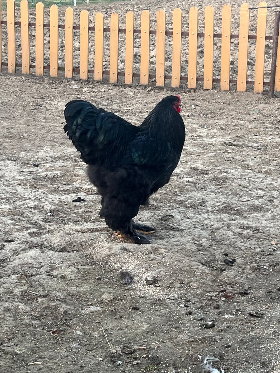 Brahmanka veľká čierna - 7