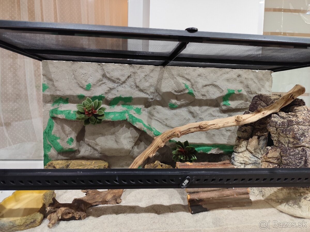 Agama bradatá s terariom Exo terra - 7