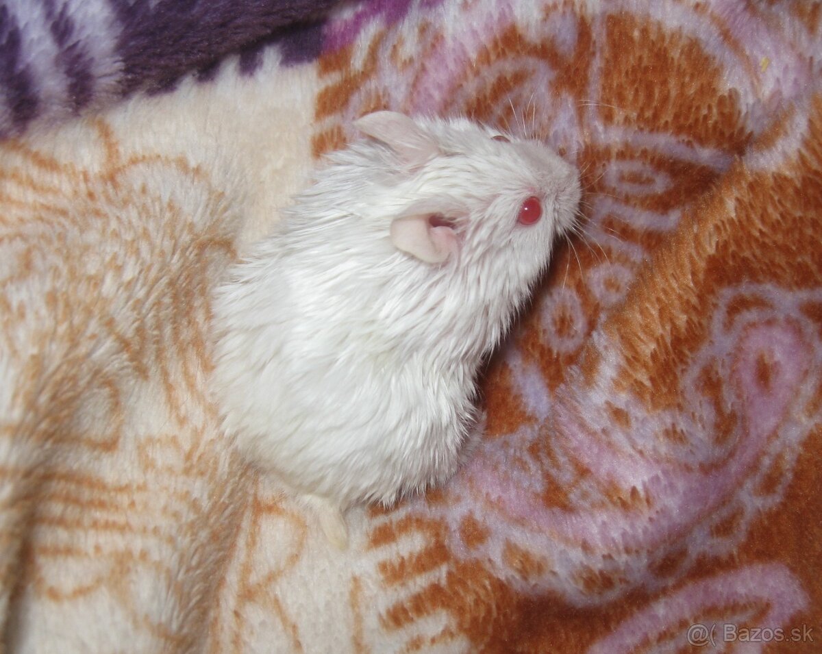 Vzácny škrečok campbell s PP - 7