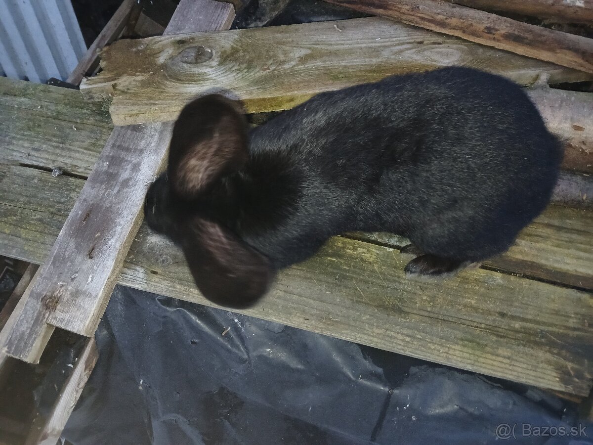 NoS. Nemecký obrovitý strakáč - 7