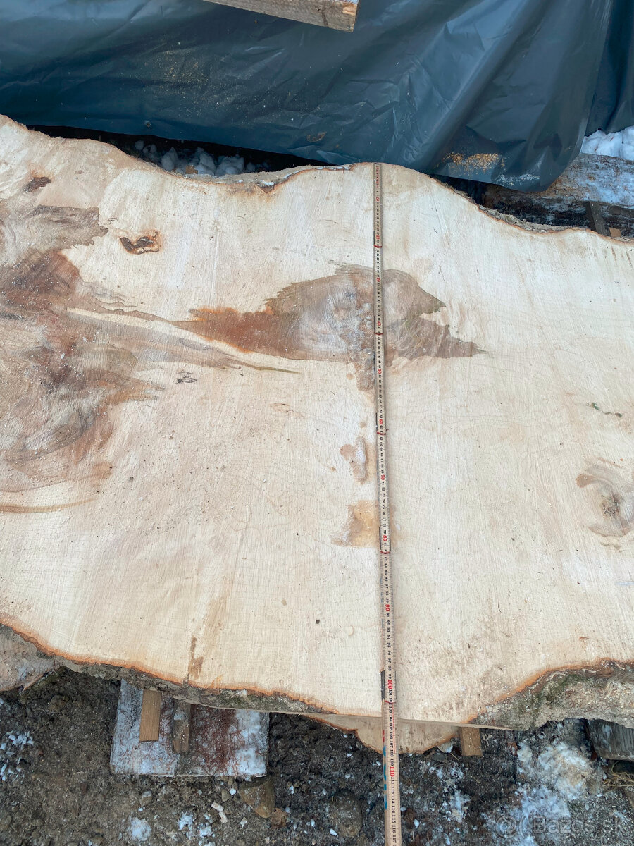 Rezivo Buk Dub Jelša Javor. - 7