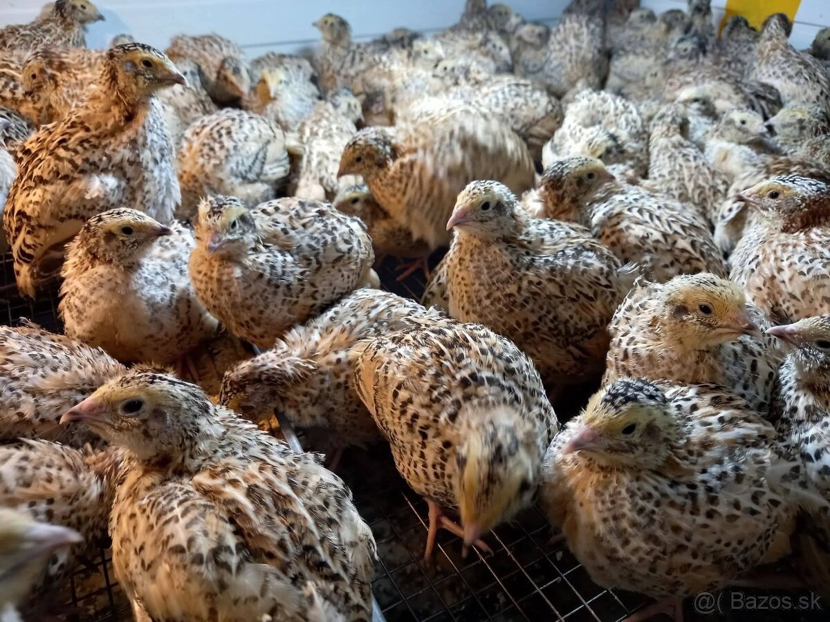 Predám japonské prepelice - 7