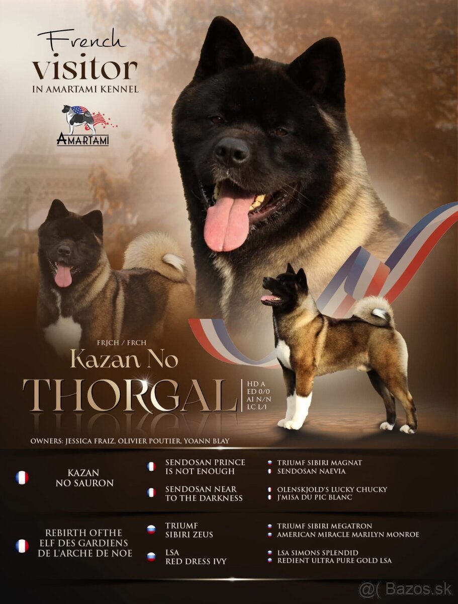 Americká akita - plánovaný vrh ,,D” - 7