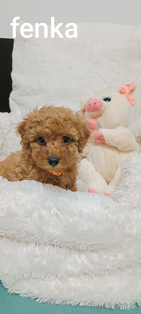 Pudel trpasličí - 7