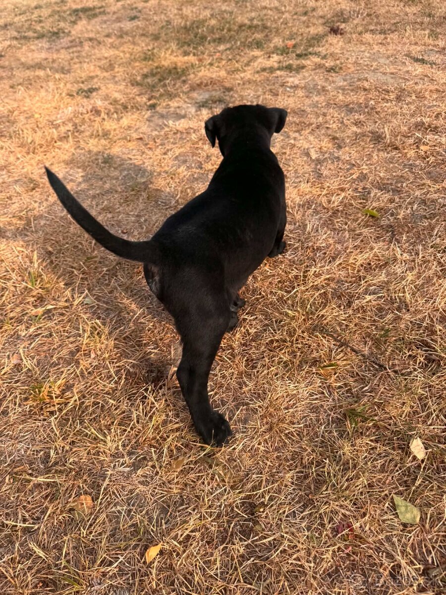 Cane corso - 7