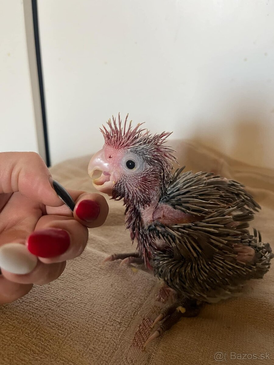 Predam kakadu ruzoveho - 7