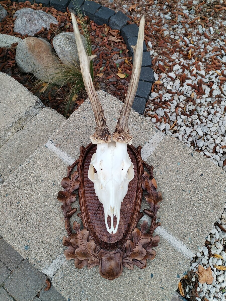 Podložka pod trofej srnca - 7