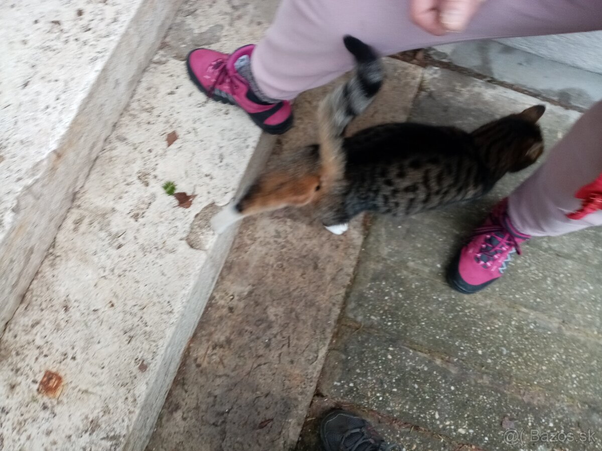2x mačiatka - 7
