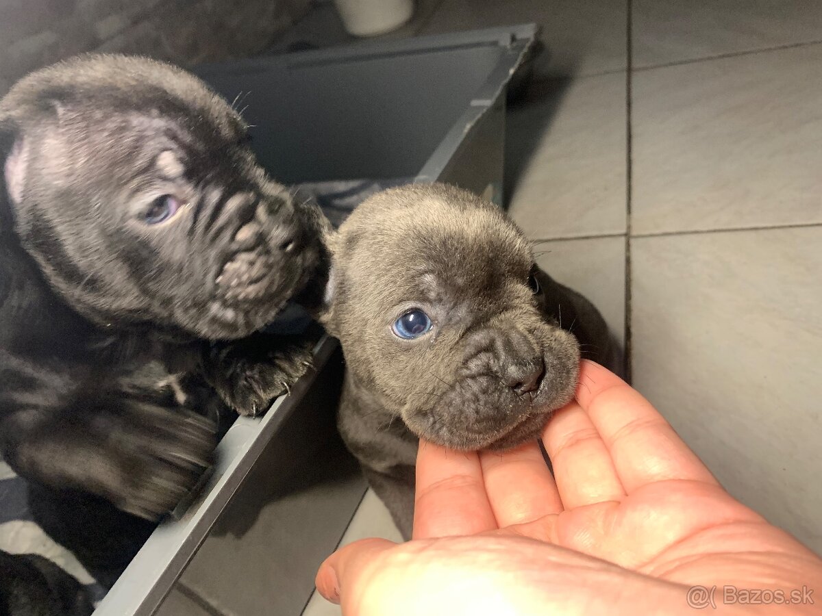 Francúzsky buldoček & Americký buldoček - 7