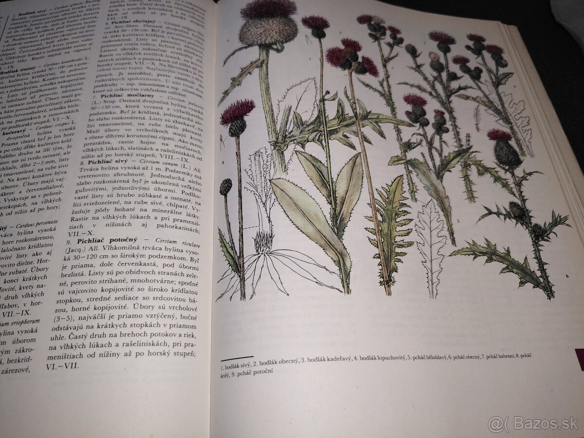 Z našej prírody - 7