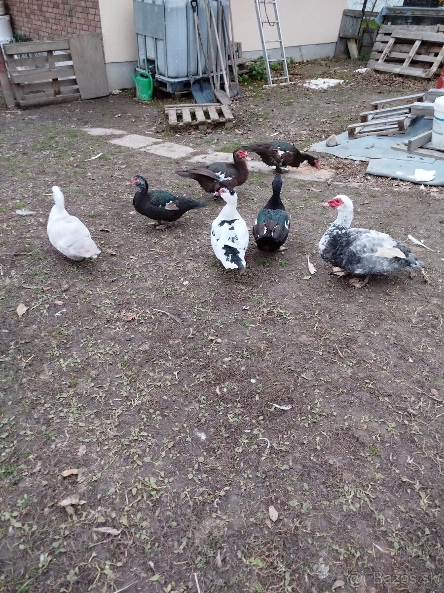 Čínske kačky, husi , mäso, králiky kalifornský+hyla - 7