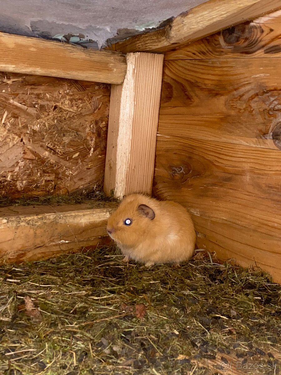 Predám do dobrých rúk - 7