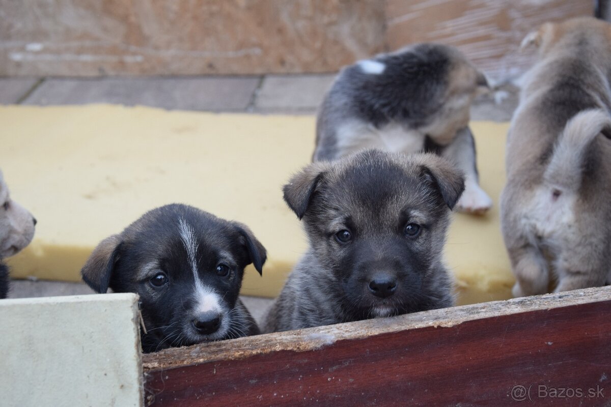 Predám šteniatka malamut × kríženec - 7