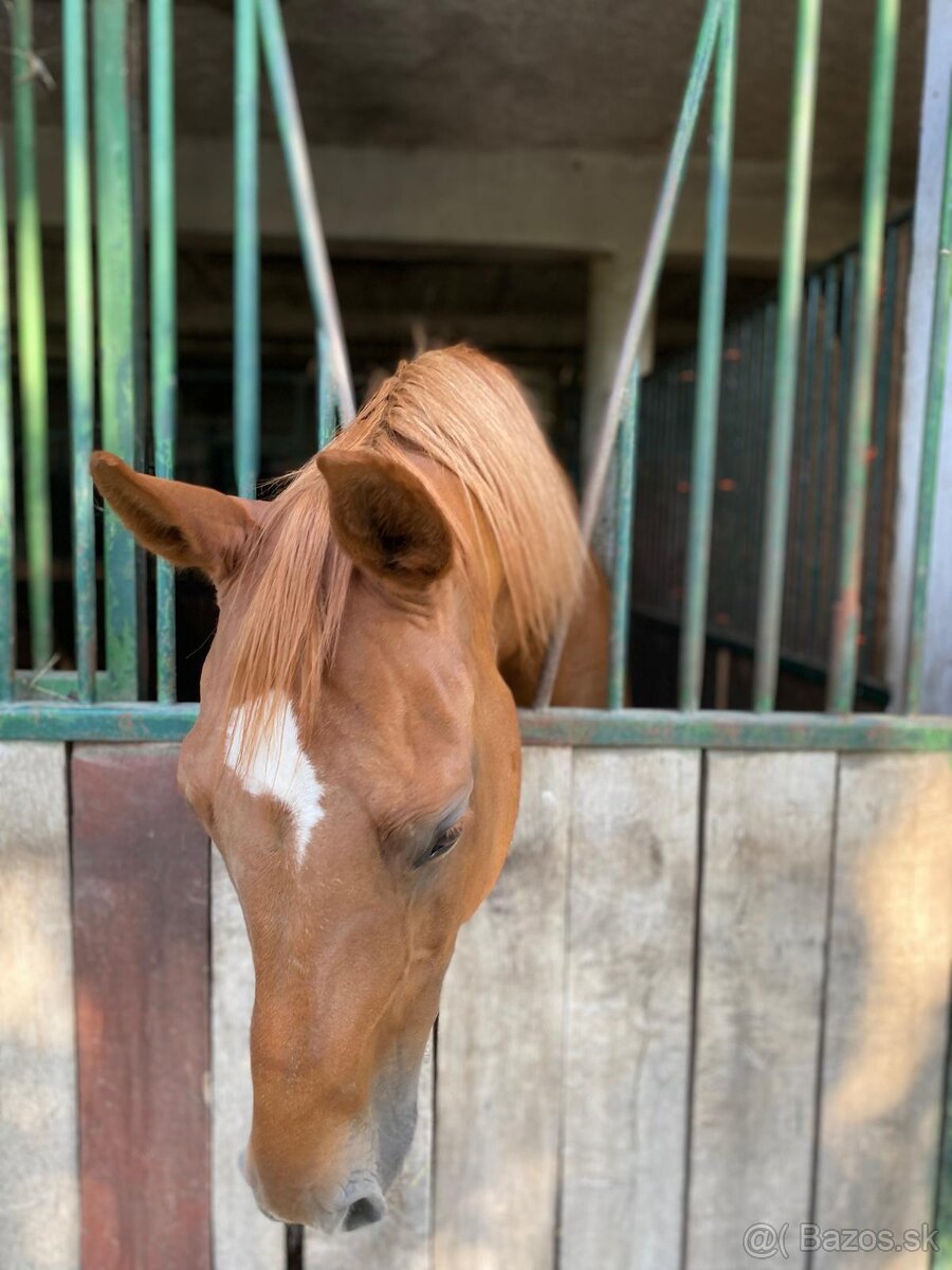 Ustajnenie koní – Jazdecký klub ALEXANDRIA, Hviezdoslavov - 7