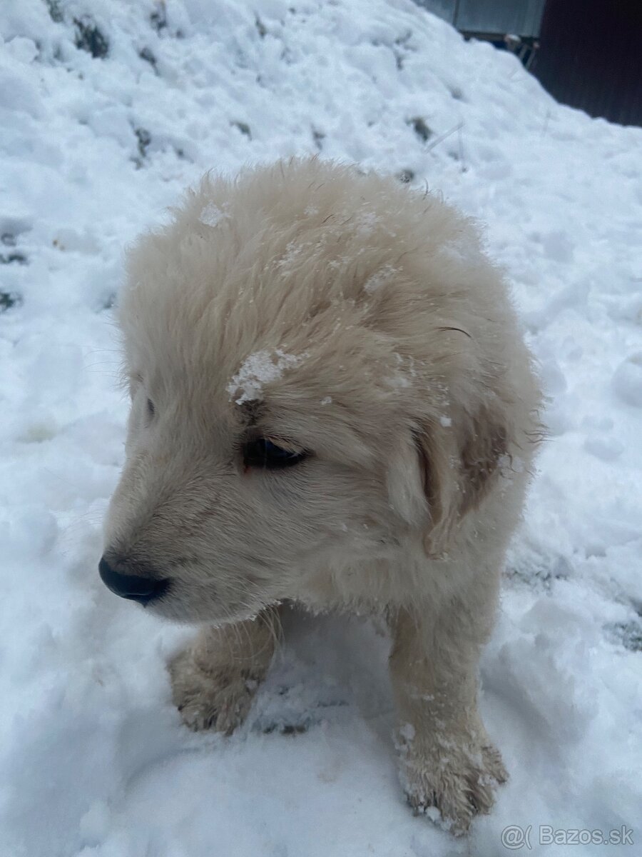 Slovenský čuvač - 7