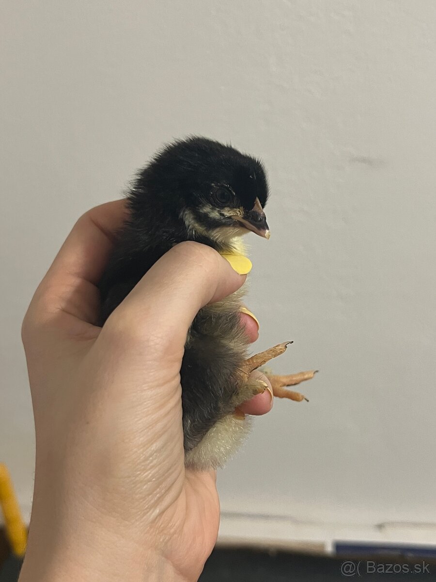 Predám kuriatka - 7