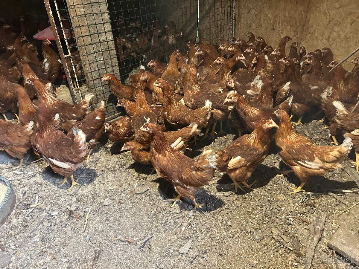 Sliepky Mládky Nosnice Lohman - 7