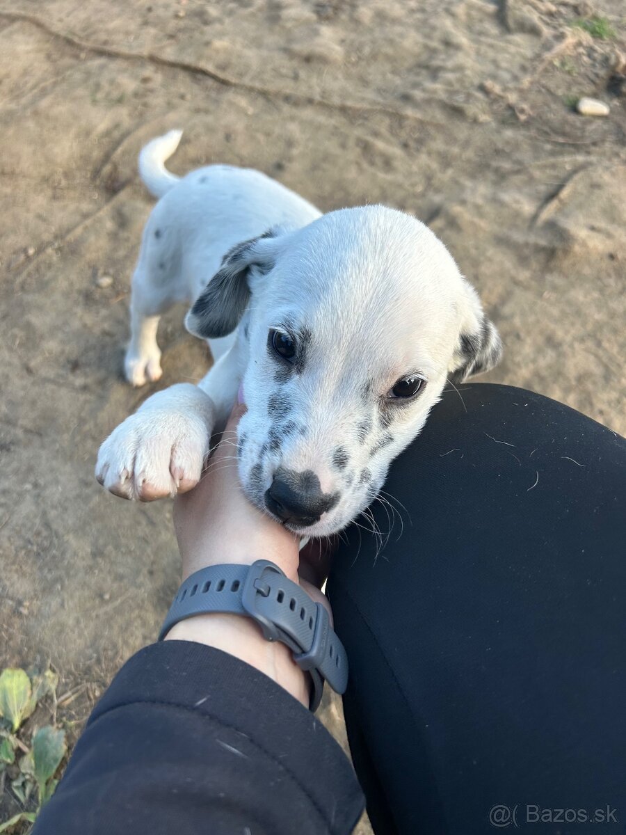 Darujem šteniatko - 7