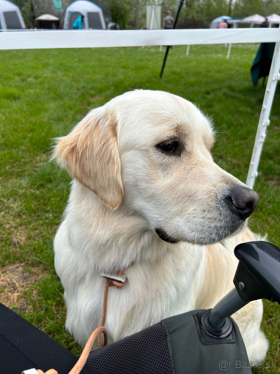 Zlatý retriever - 7