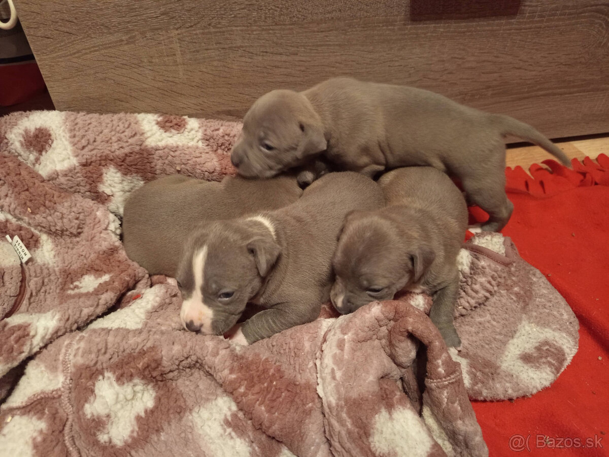 americky staforshier terrier - 7