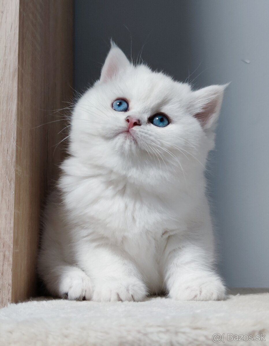 Britské mačiatka s PP na Vianoce❣️ - 7