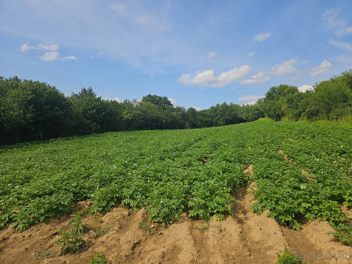 Zemiaky - 7