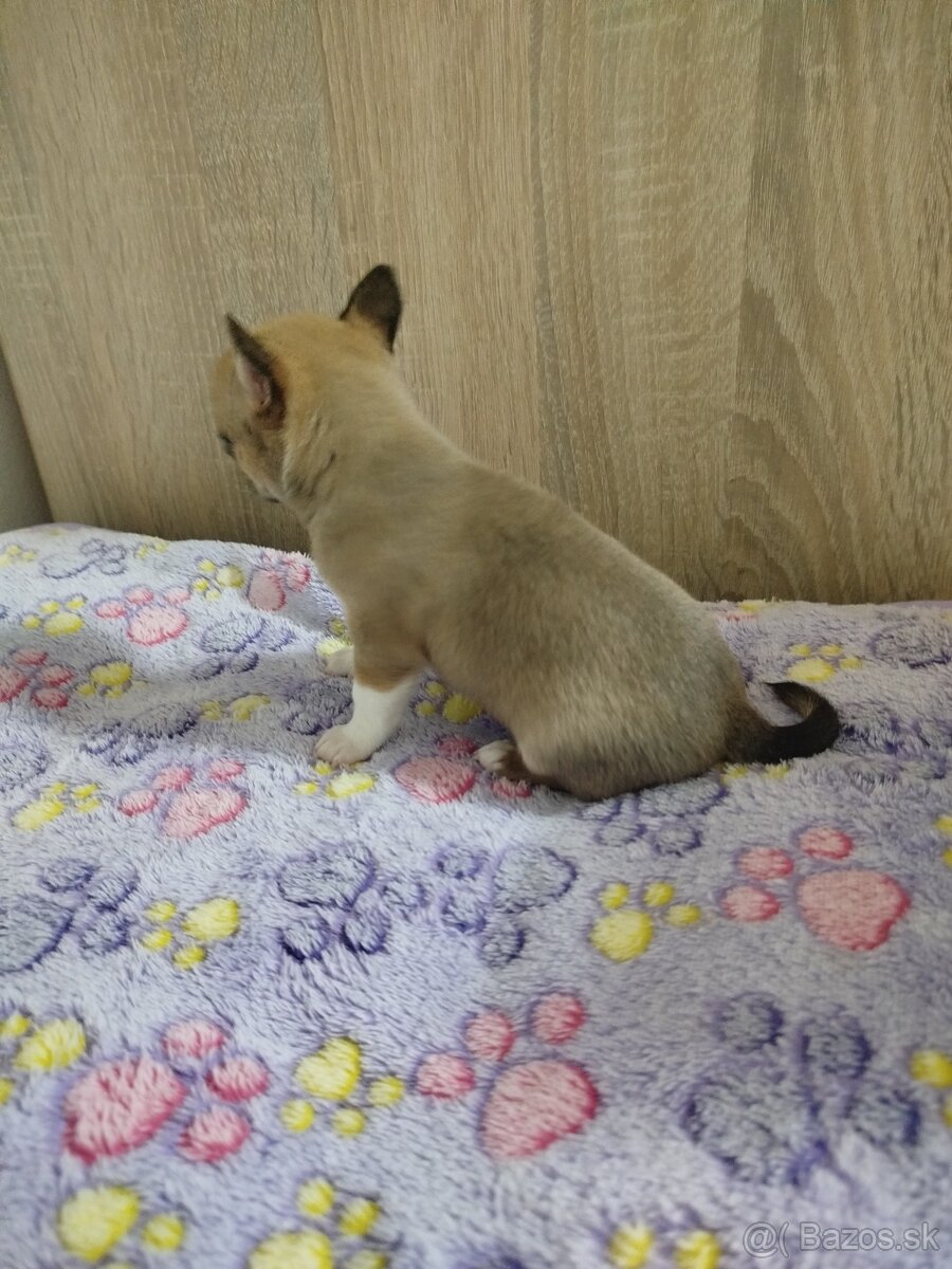 Čivava mini sučka krátkosrsta - 7
