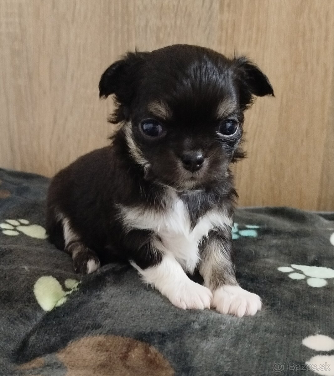 Čivava mini sučka dlhosrsta - 7