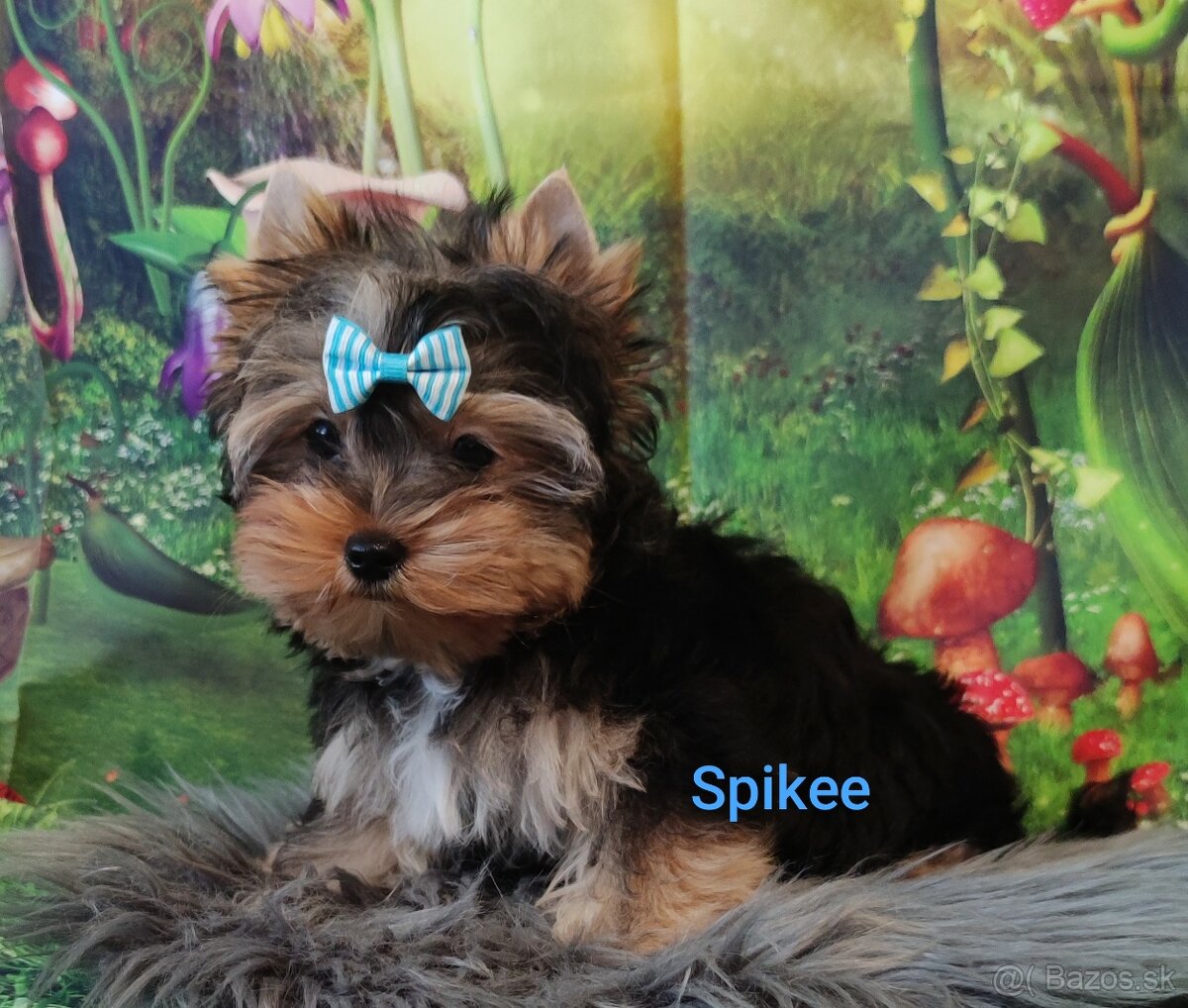 Jork, york, yorkshire, biewer merle s PP - 7