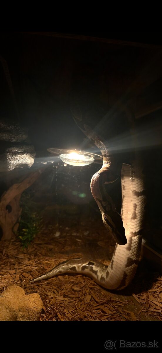 Pyton + terárium - 7