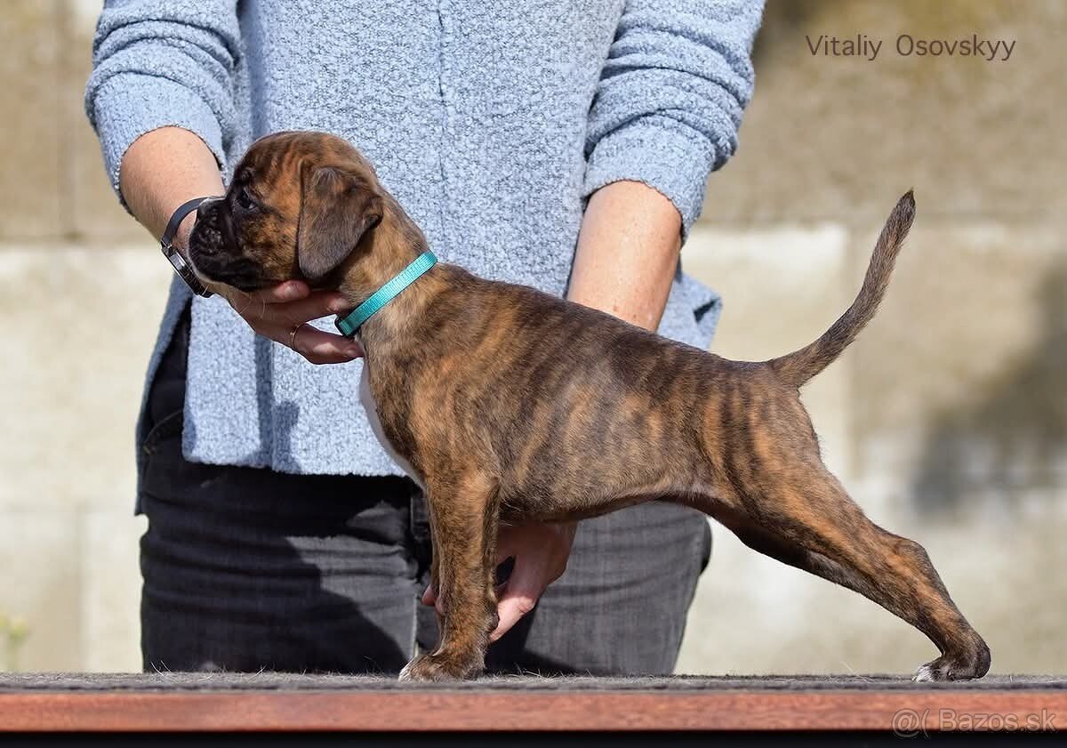 Nemecký boxer- šteniatka s PP - 7