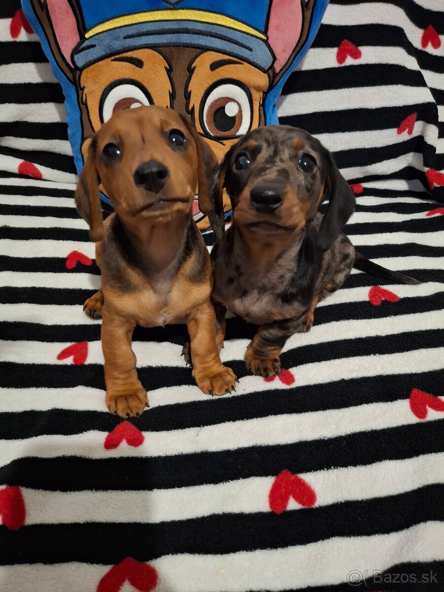 Trpasličí jazvečík - 7