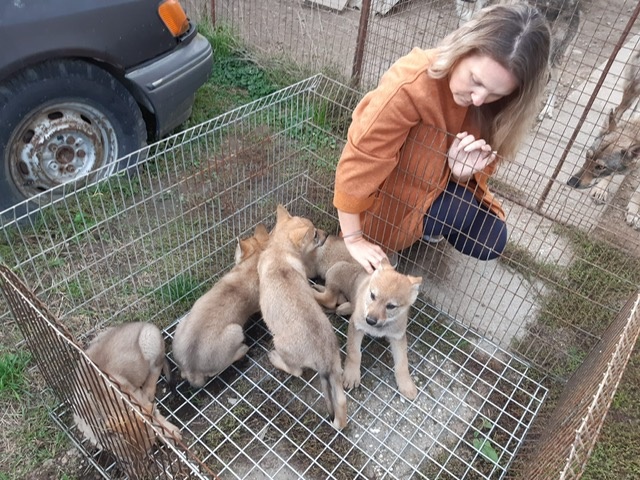 Ceskoslovenský vlčiak-šteniatka - 7