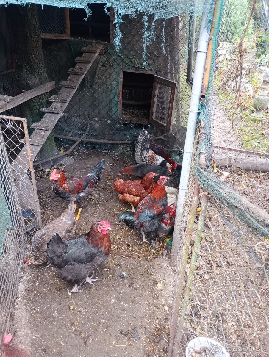 VLAŠKA JARABIČIA - 7