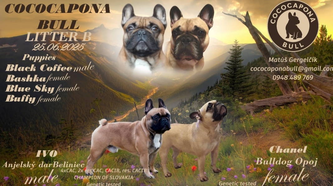 Francúzsky buldoček s PP (FCI) - 7